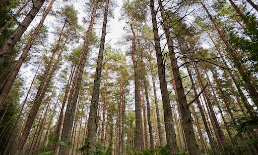 Looking up into the branches of a managed forest