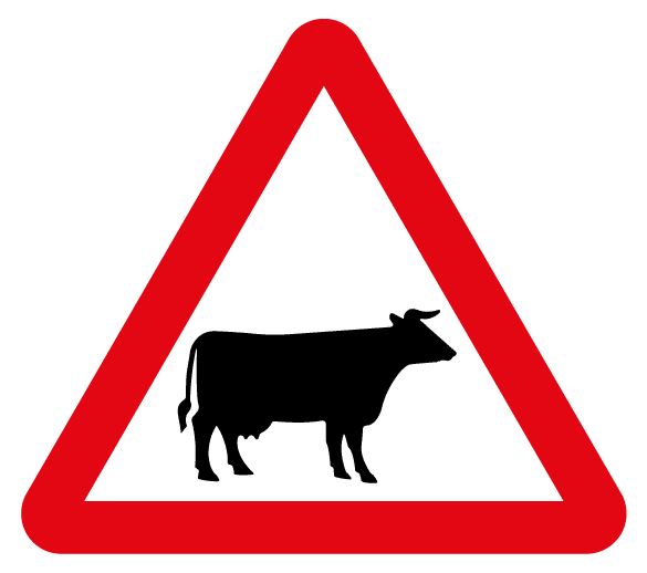 Cattle crossing