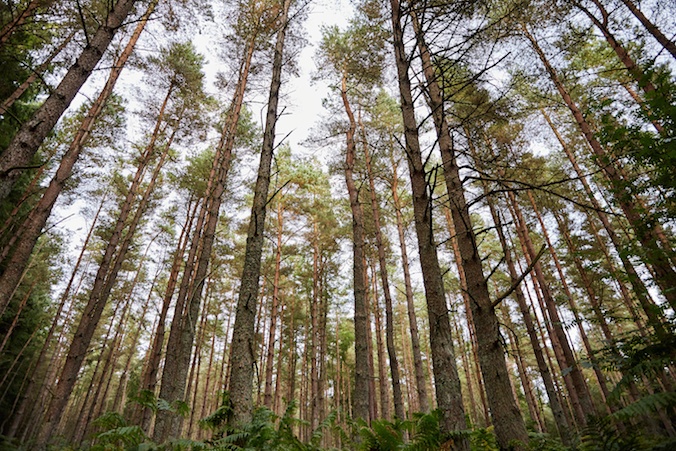 Looking up into the branches of a managed pine forest